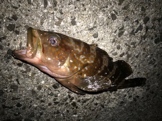 image2.jpeg